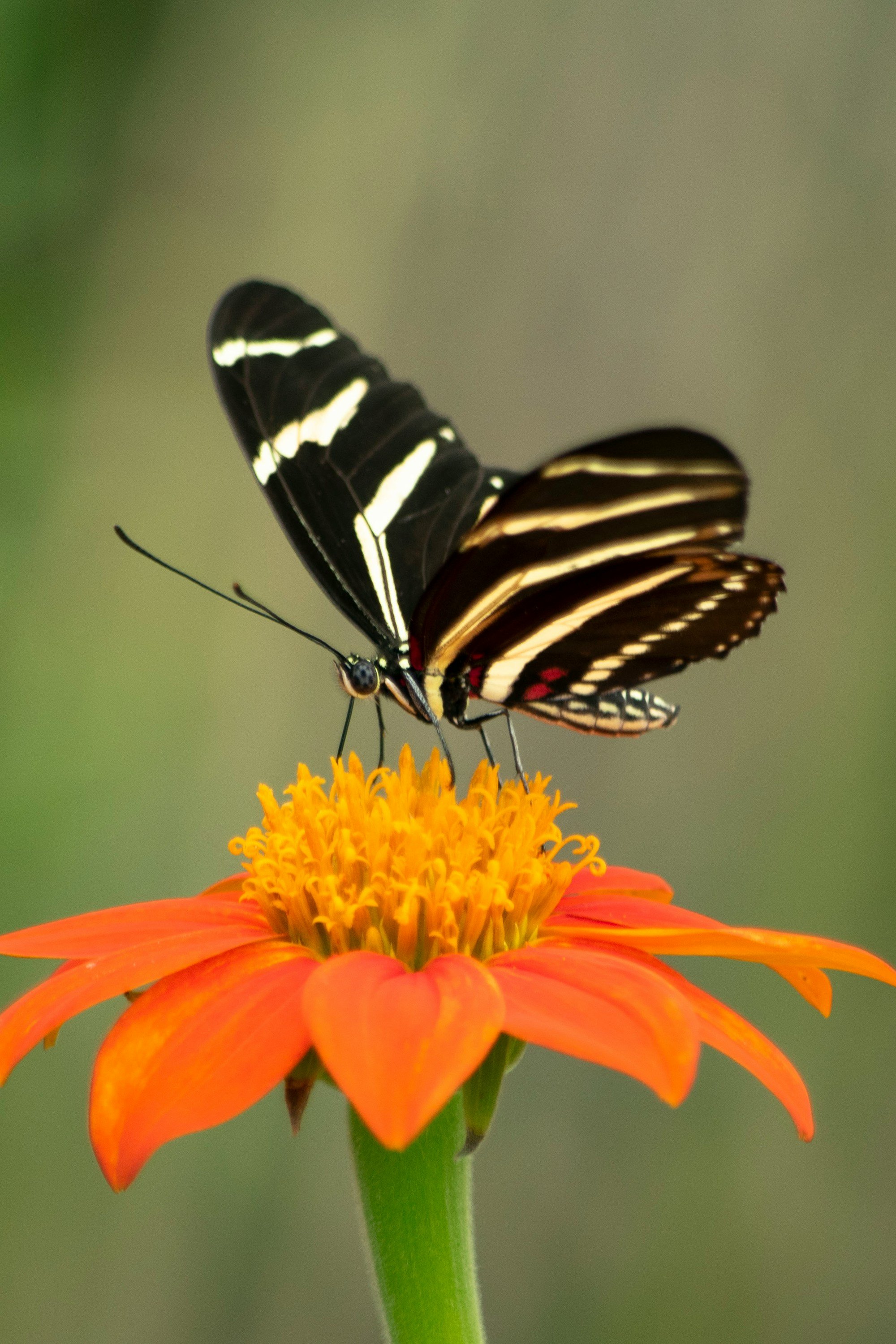 Reelfoot Lake Butterfly and Dragonfly Information